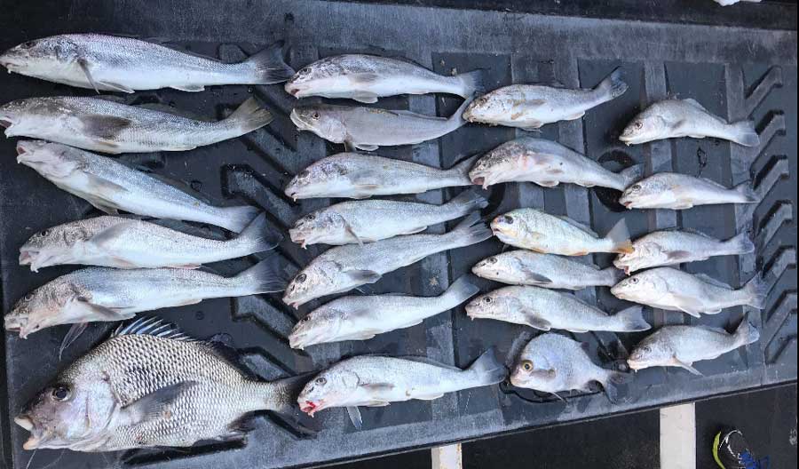 Nice surf fishing haul with lots of whiting