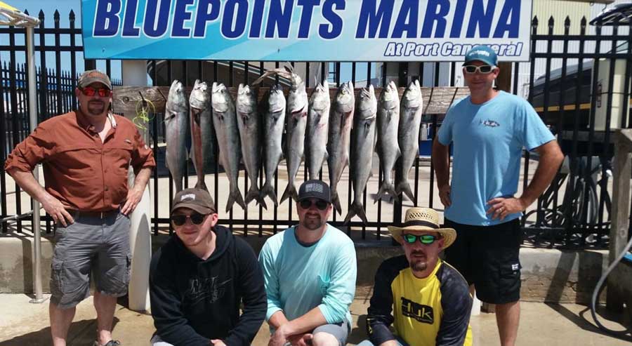 A bunch of big blues caught fishing bait pods out of Port Canaveral