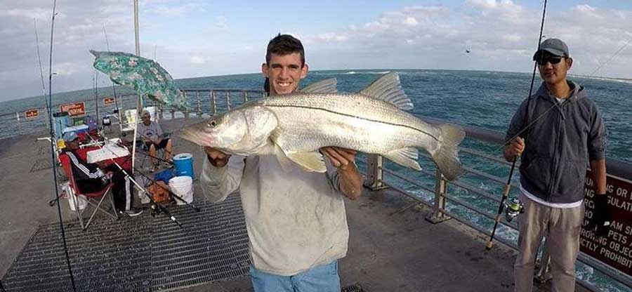 Snook caught at the Sebastian Inlet Jetty