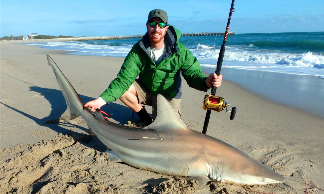 Another huge shark caught on the beach by author Ryan Wood
