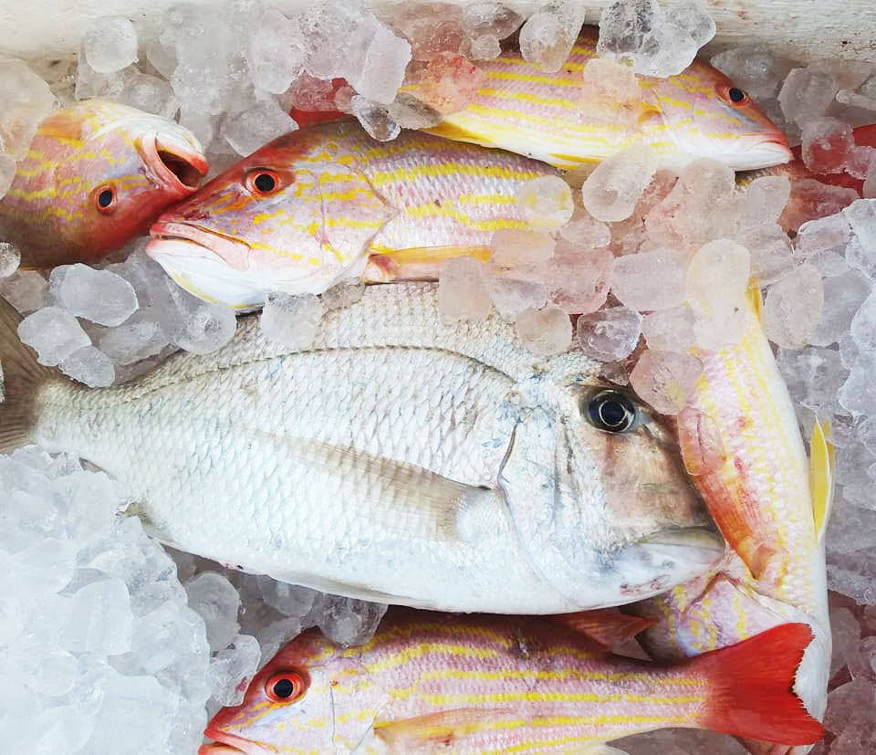 cooler filled with snapper and porgies caught with Fired Up Charters