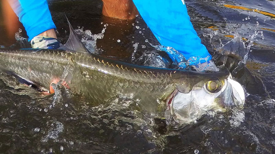 Another juvenile tarpon caught by the author