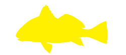 black-drum