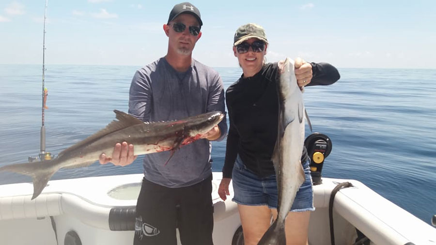 cobia fishing offshore