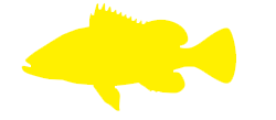 grouper