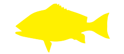mangrove-snapper