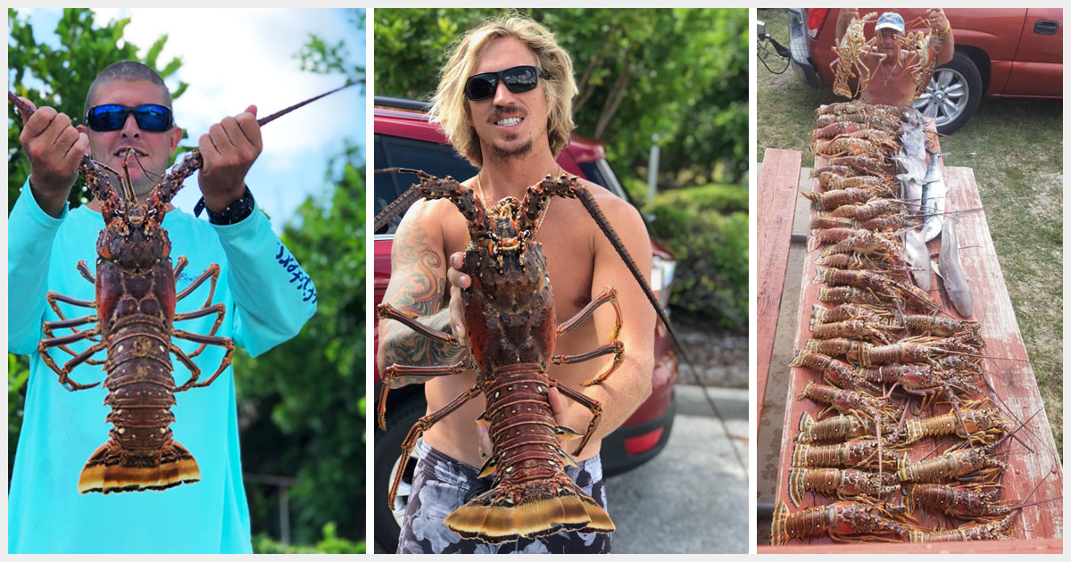 spiny lobster season in FL