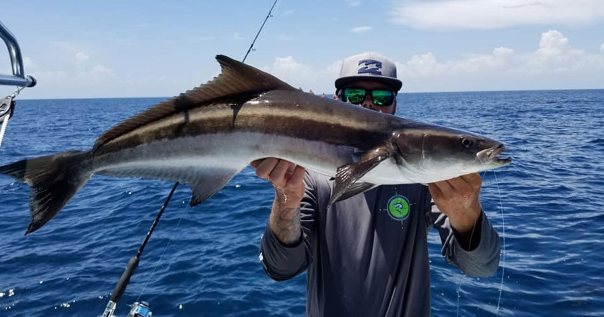 one of two keeper cobia