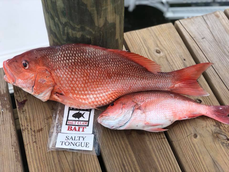 red snapper - salty tongue