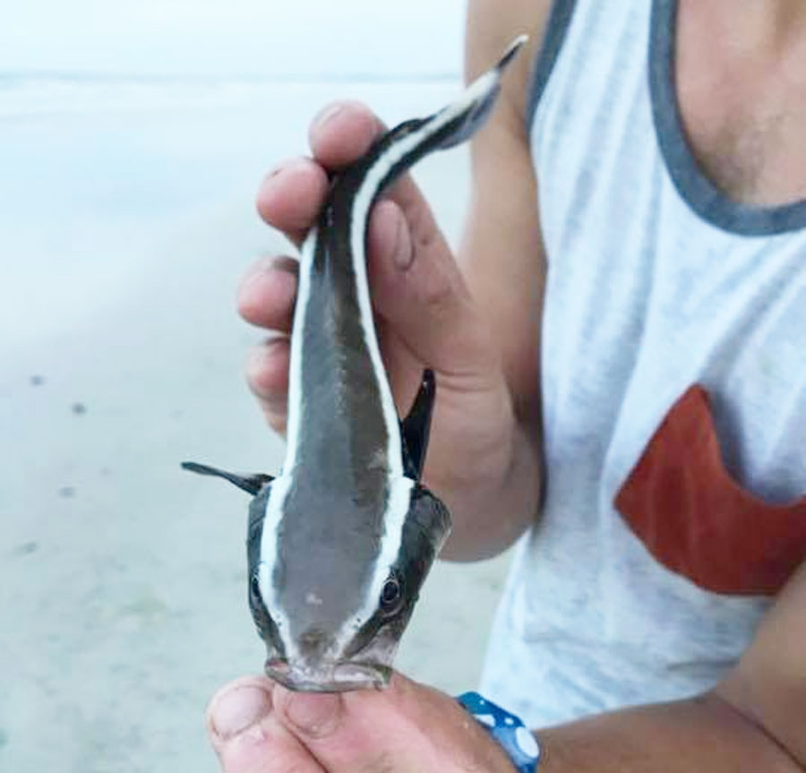 baby cobia - surf fishing