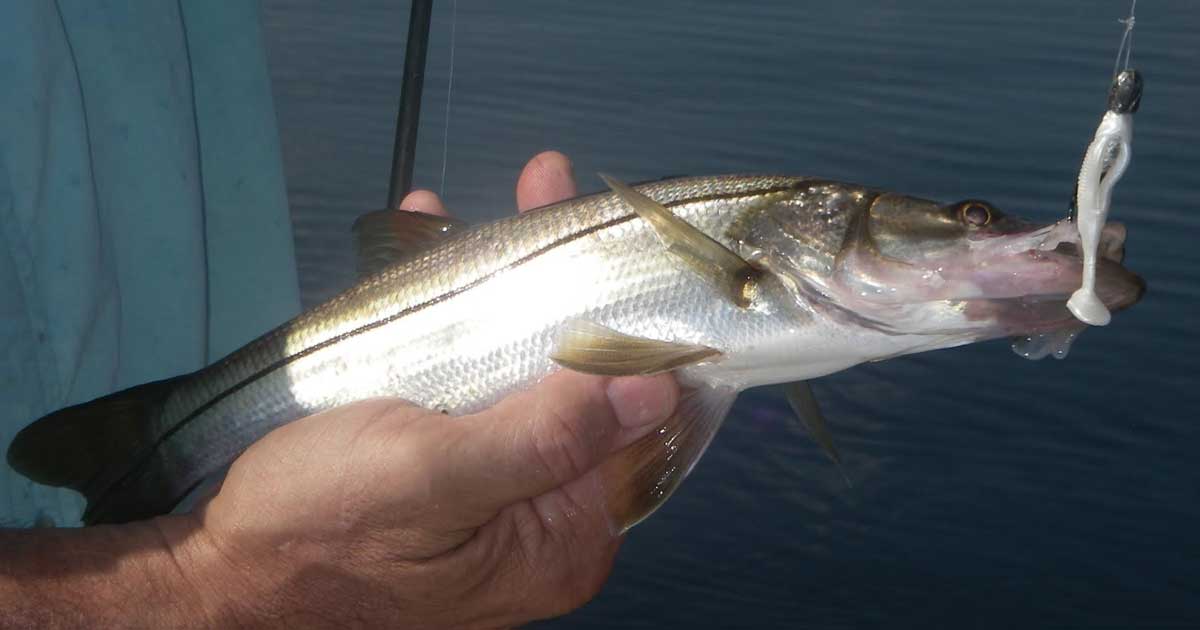snook on the Mosquito Lagoon
