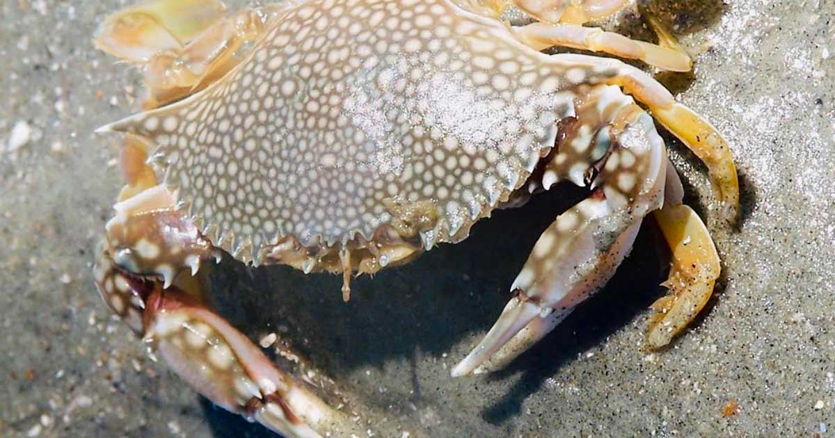 SPECKLED CRAB