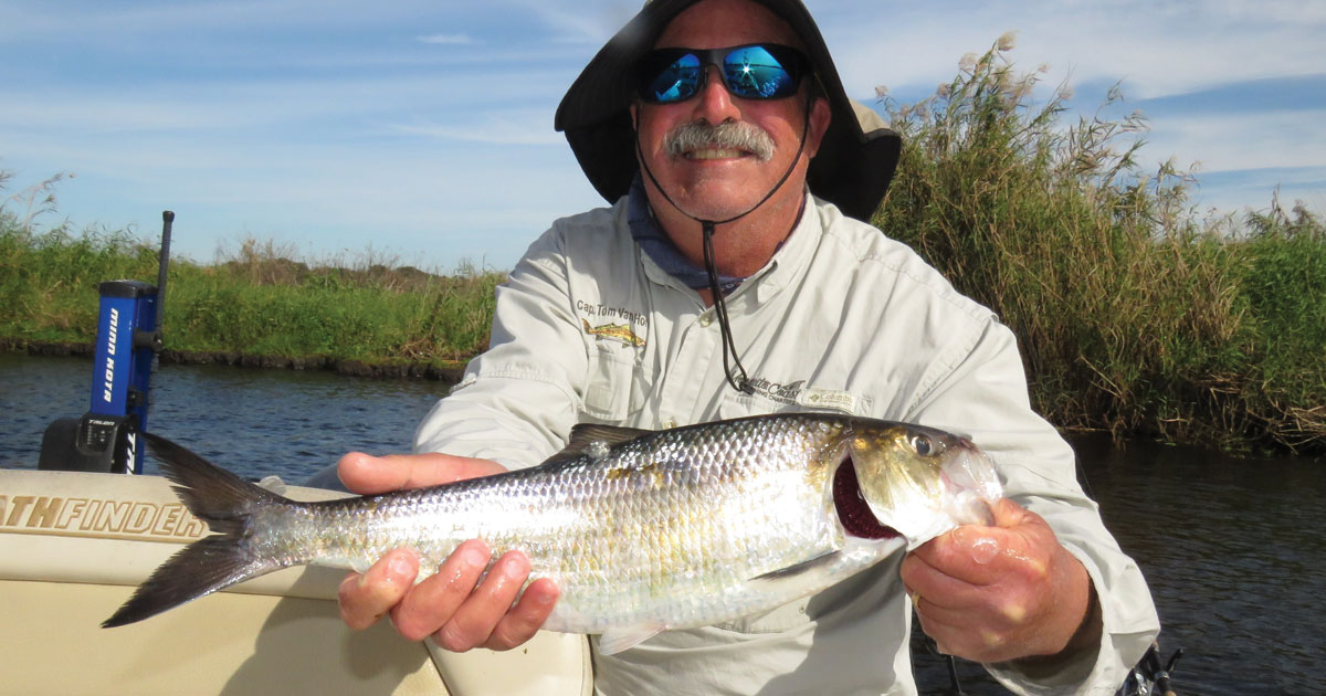 American Shad Fishing on the St Johns River