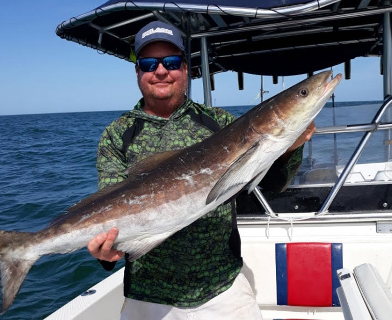 canaveral nearshore cobia