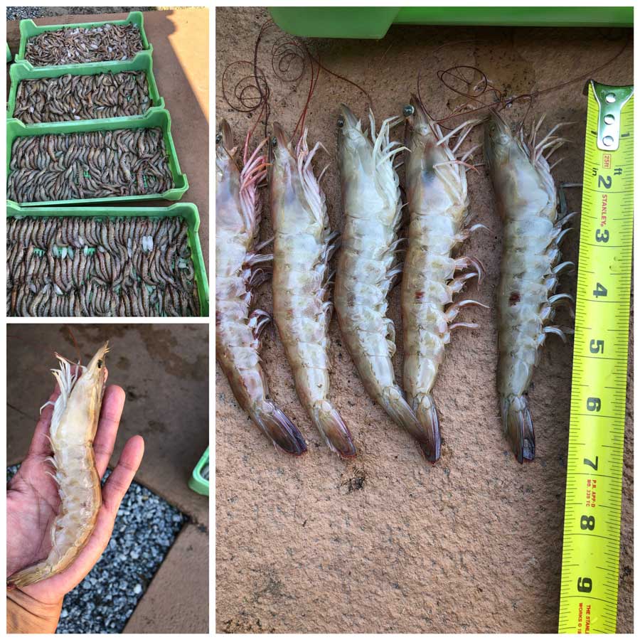 Central FL Shrimp Report - April 2019