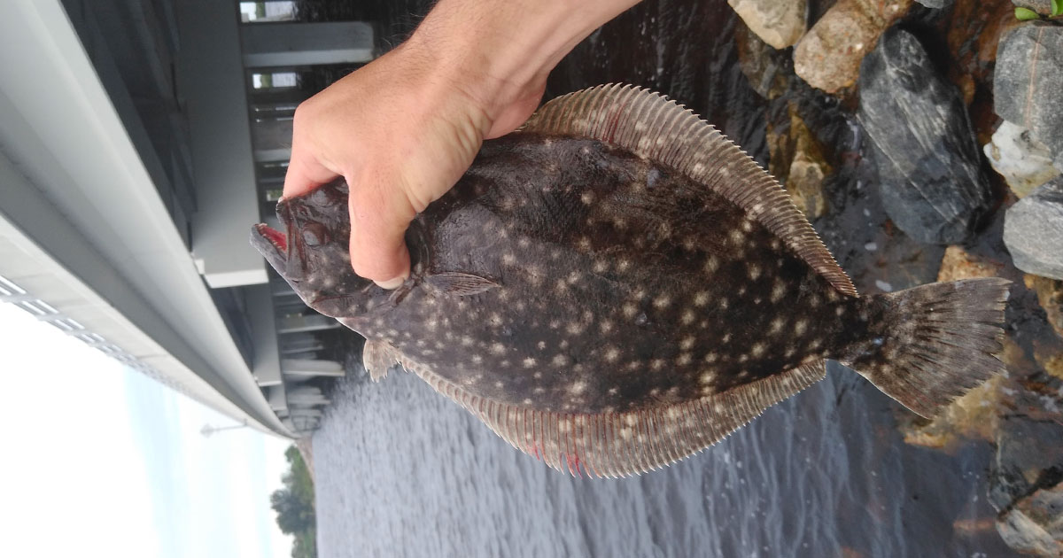 flounder are showing up
