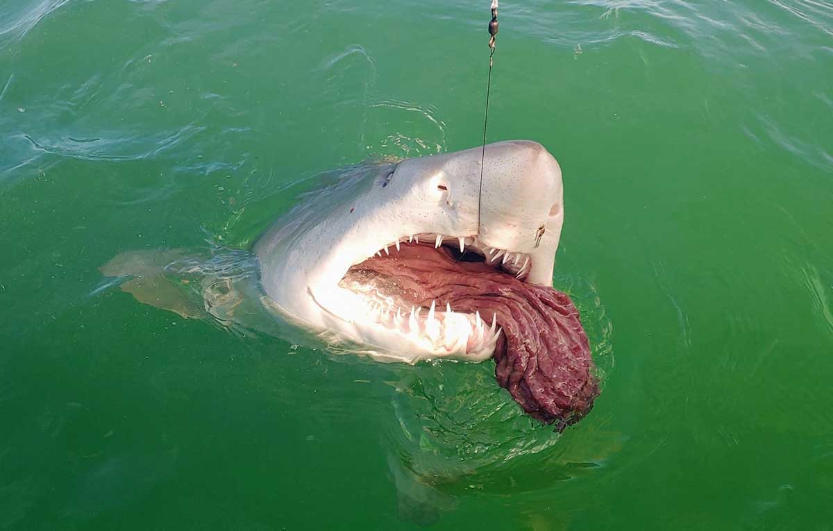 canaveral shark fishing