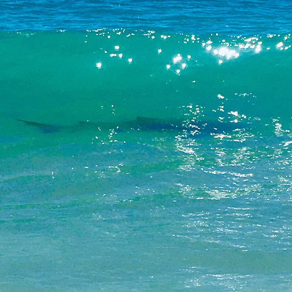 shark in the surf