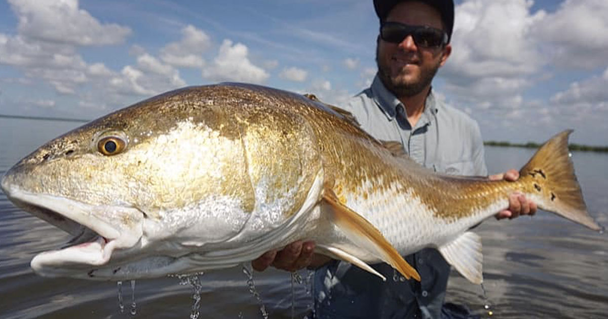 big redfish