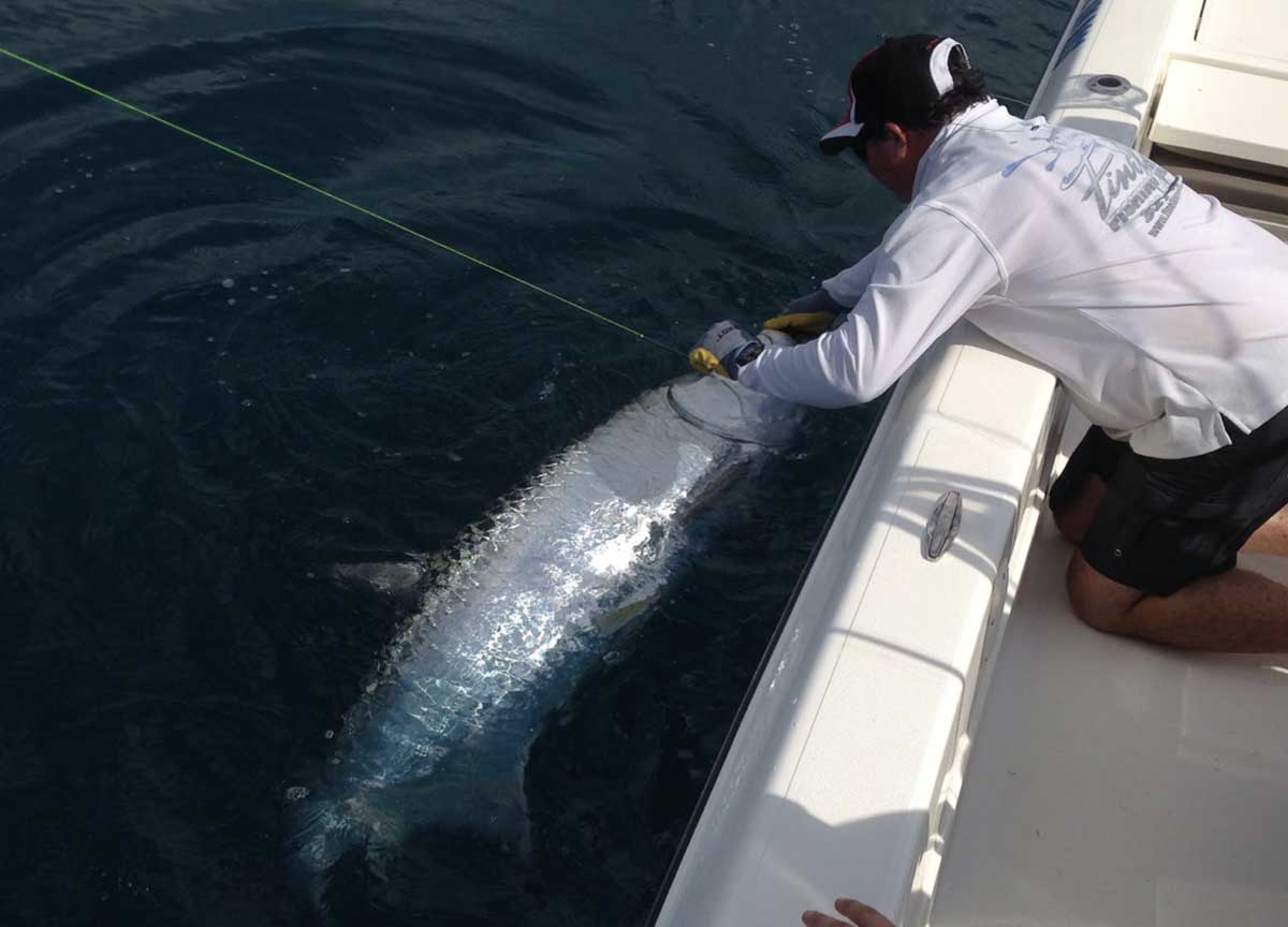 tarpon