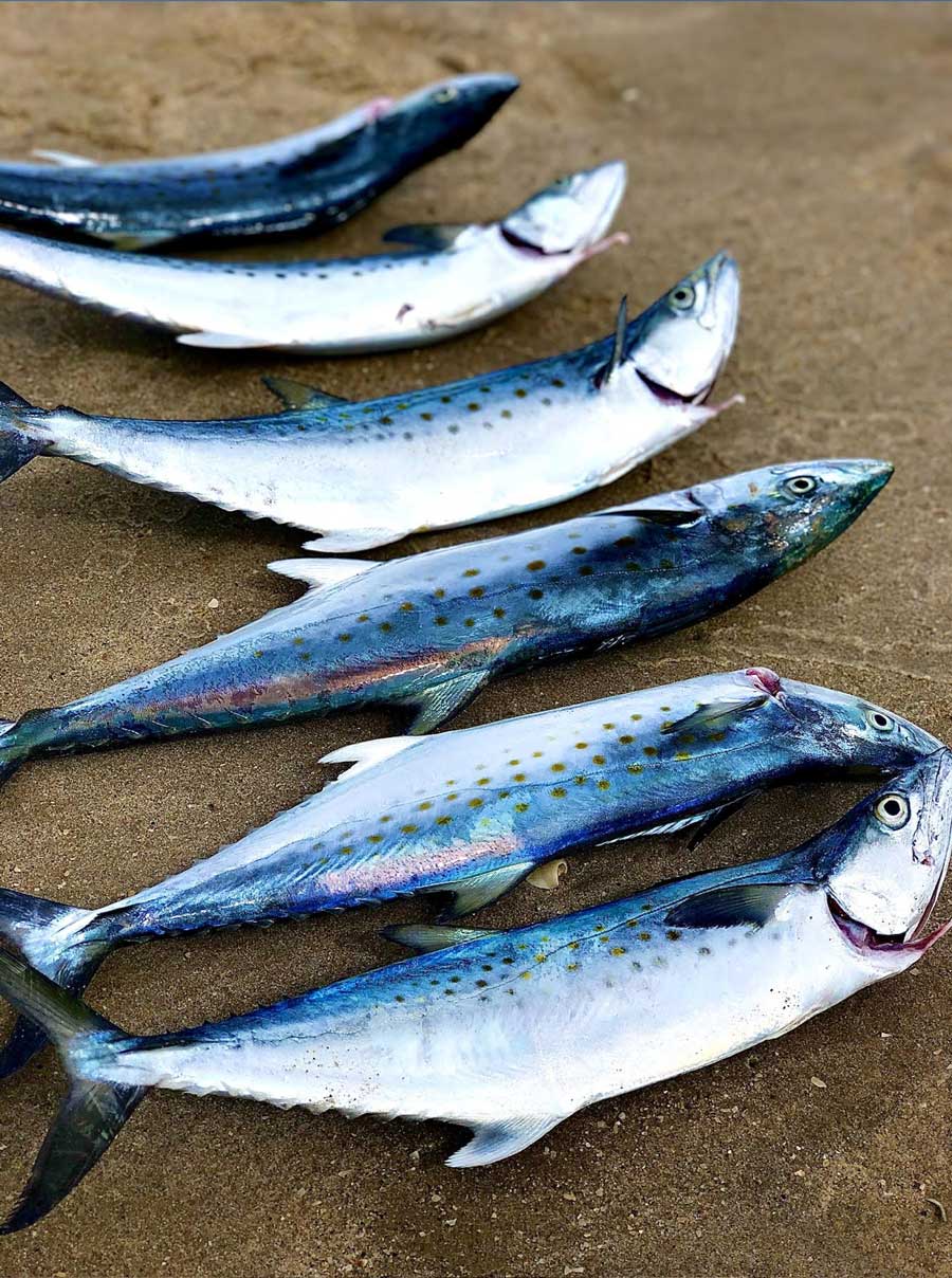 spanish mackerel