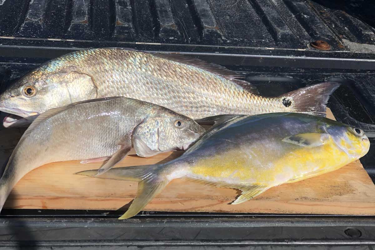 redfish, pompano, whiting