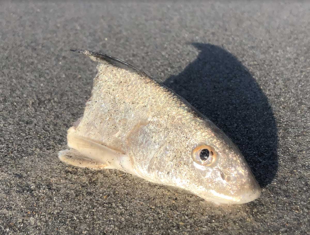Mixed Results in the Surf – Central Florida Surf Fishing Report