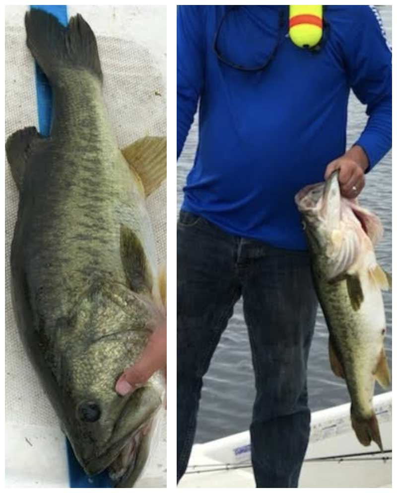 headwaters bass report