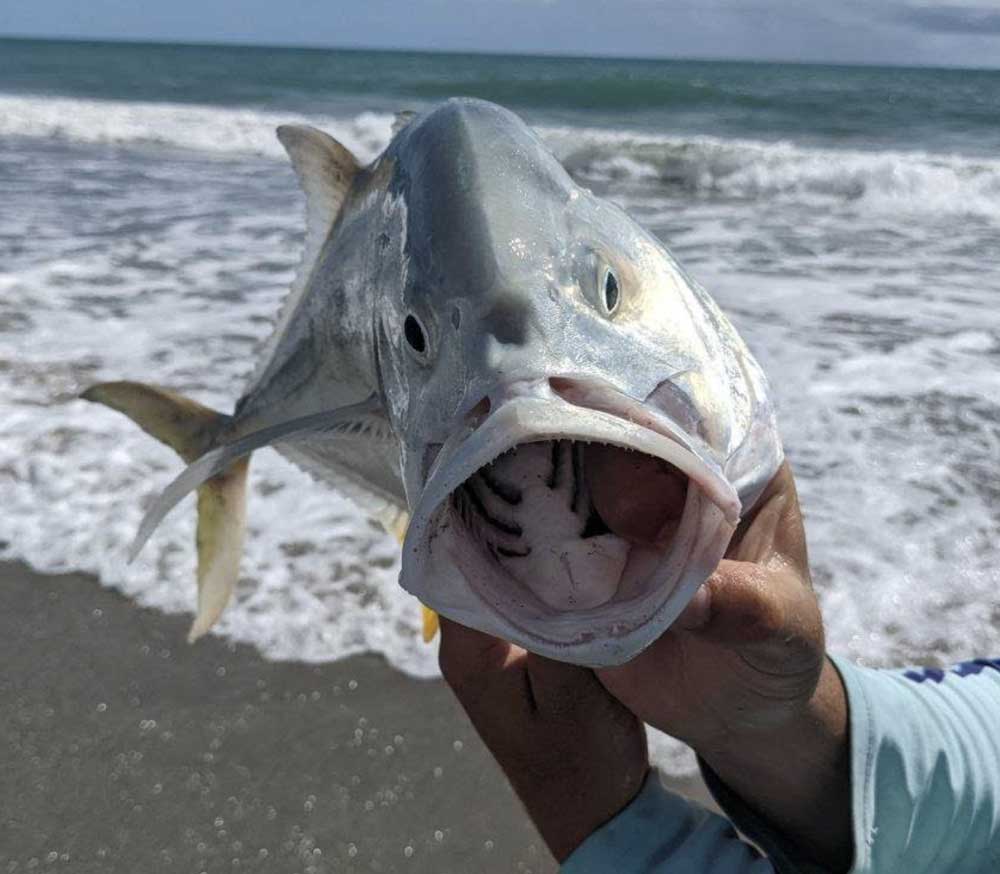 jack surf fishing