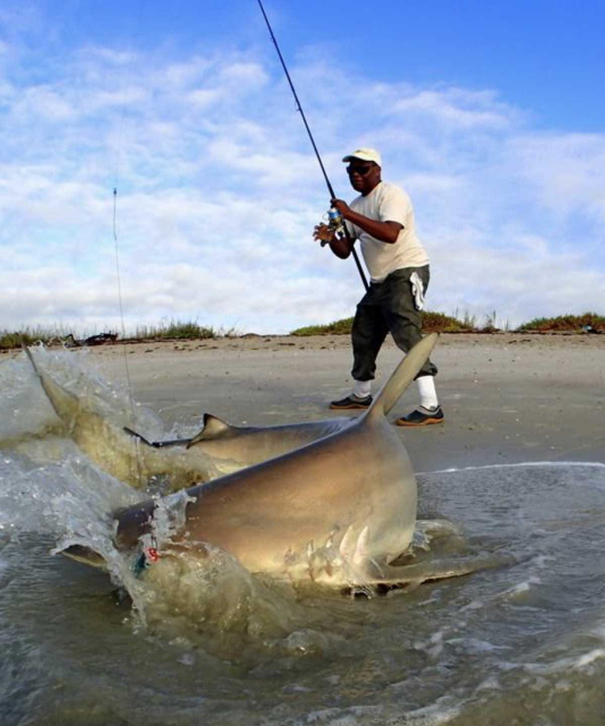 mullet run shark fishing