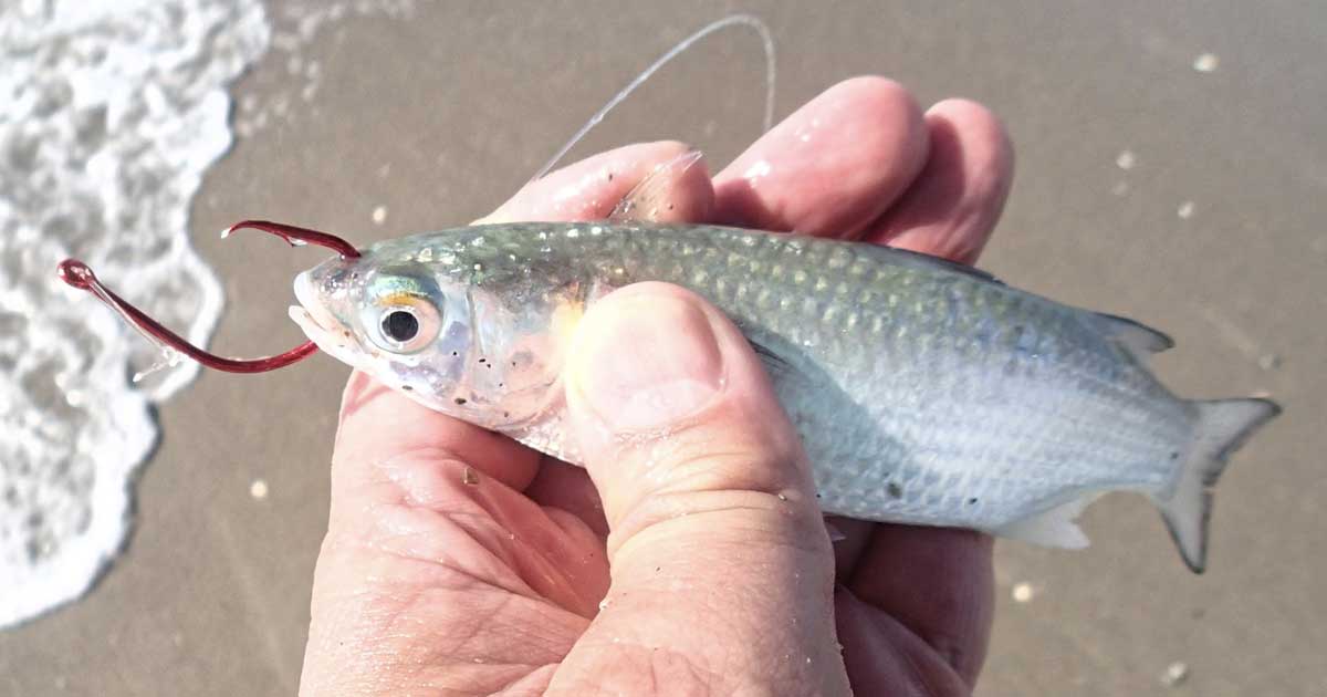 DAIWA BG 5000 catching BLUEFISH while Surf Fishing at New Smyrna