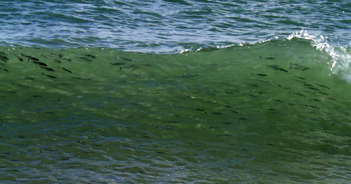 MULLET RUN ACTION 2021 SNOOK TARPON AND MORE 