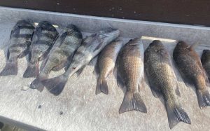 snapper drum