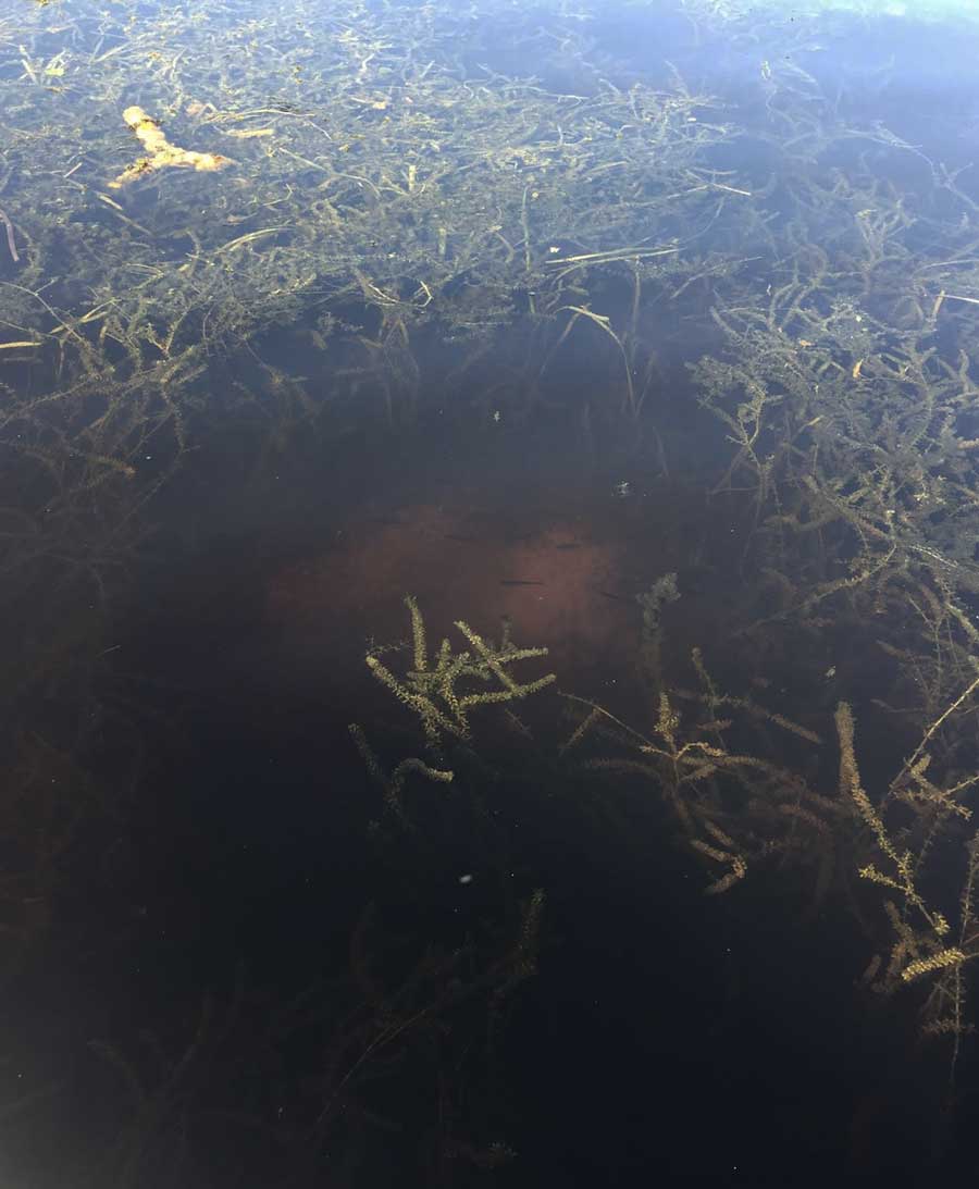 submerged hydrilla