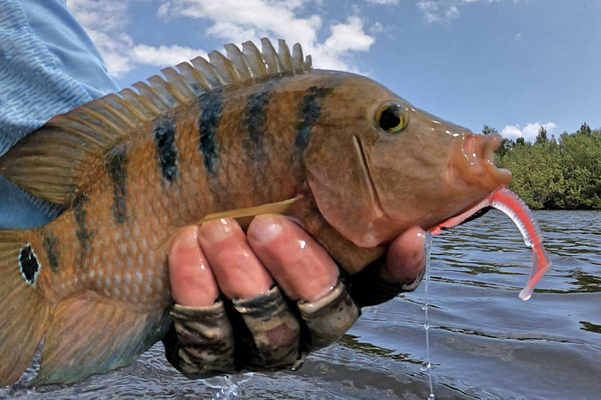 mayan cichlid fishiing