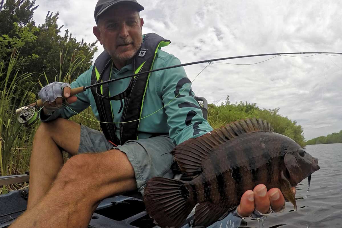 mayan cichlids in central Florida