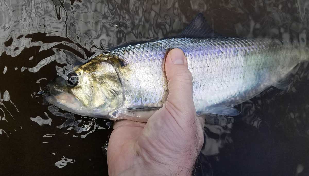 american shad