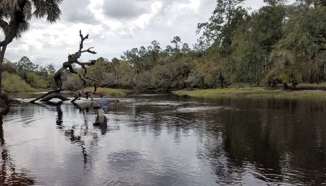 american shad fly fishing