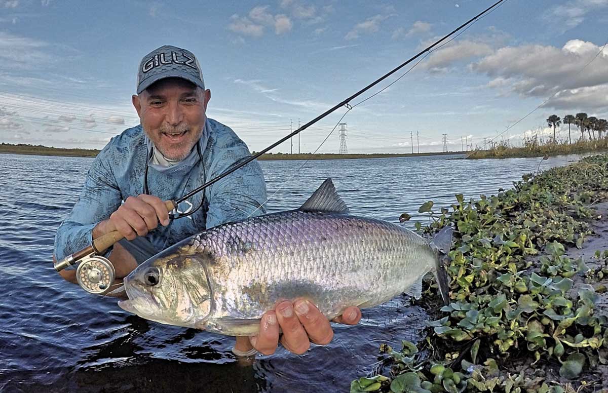 American Shad fishing - Catch and Cook 