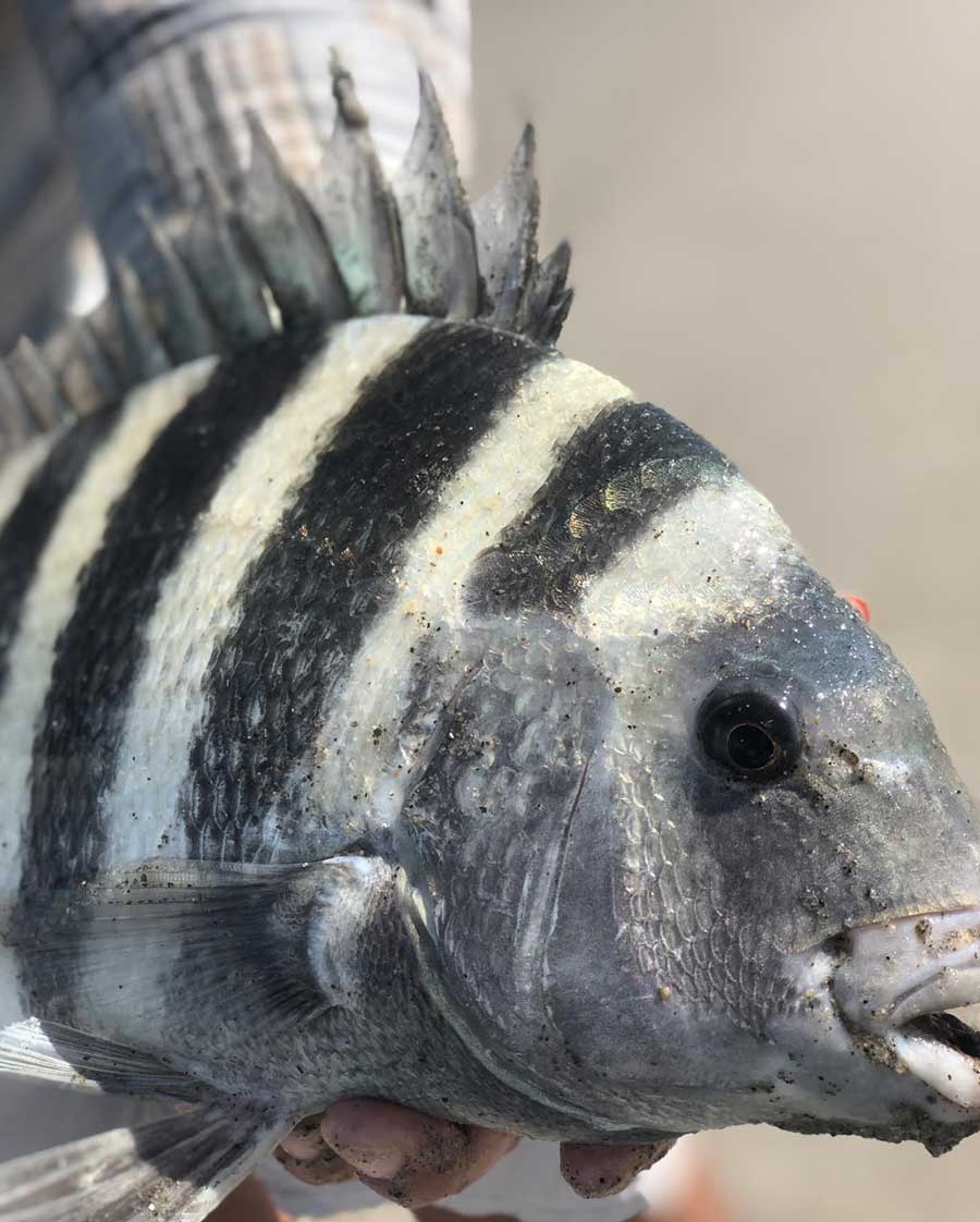 sheepshead