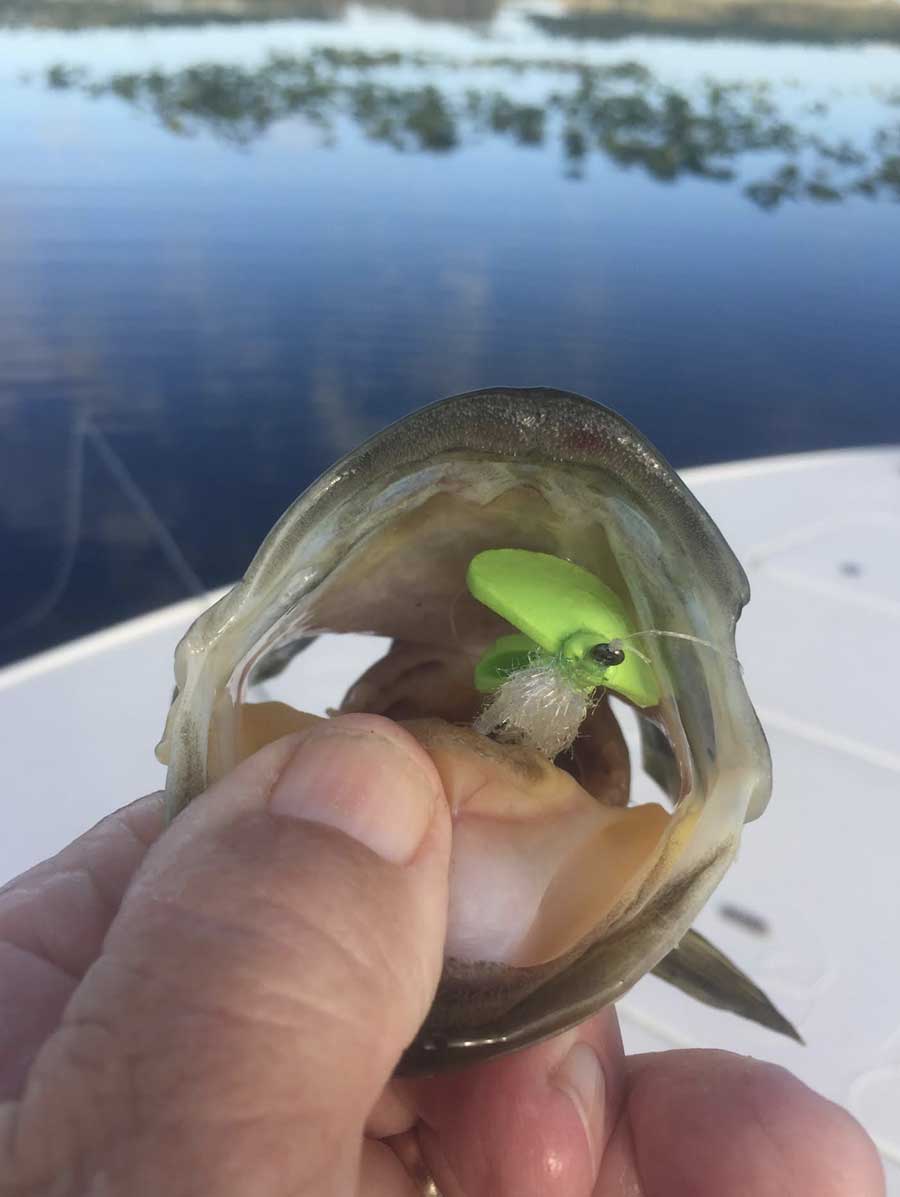 lake garcia bass