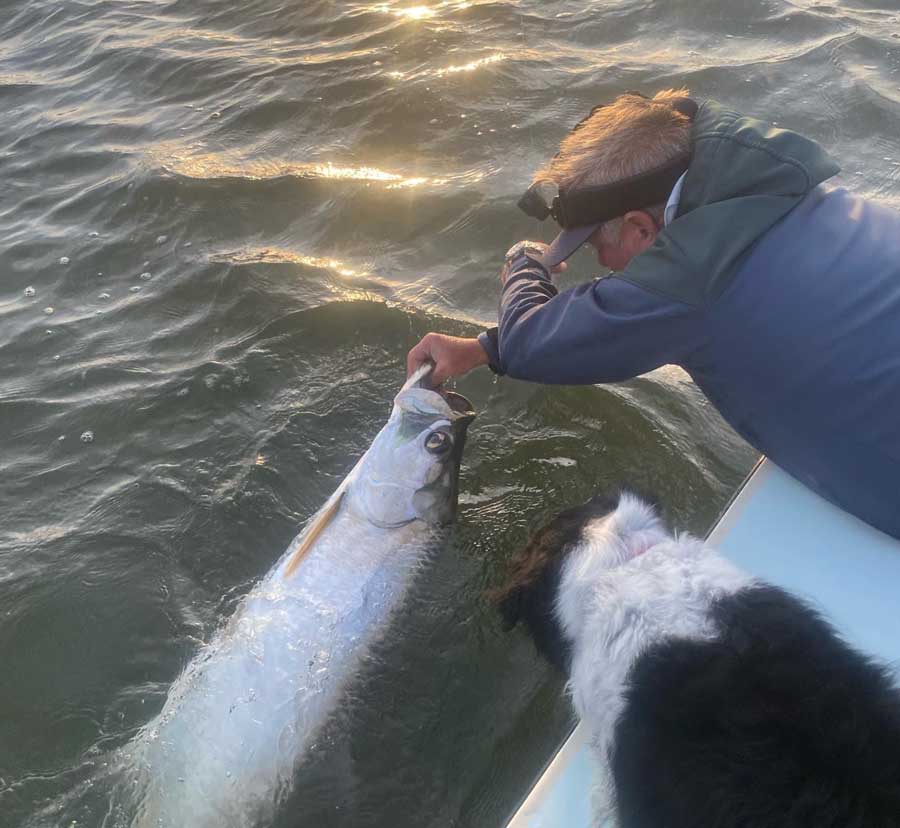 tarpon