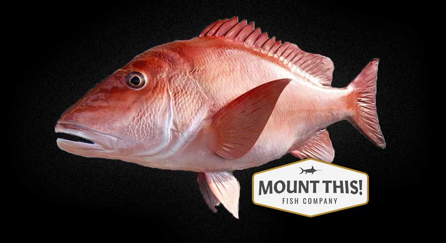 25 inch red snapper full mount fish replica