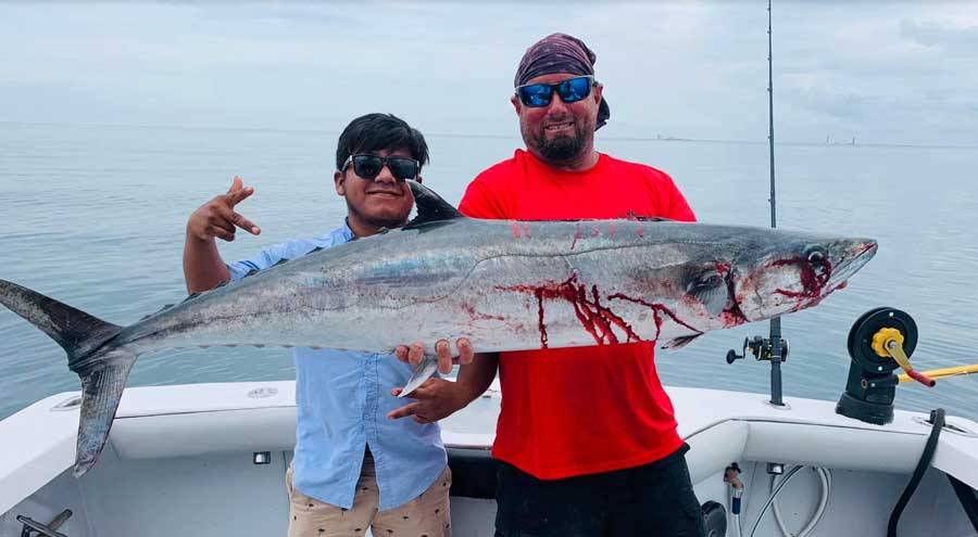 kingfish