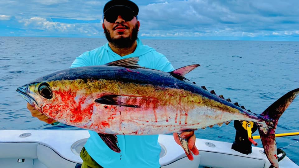 Monster Yellowfin Tuna Under Massive Oil Rig! Catch Clean & Cook (NLBN Lure Tuna  Fishing) 