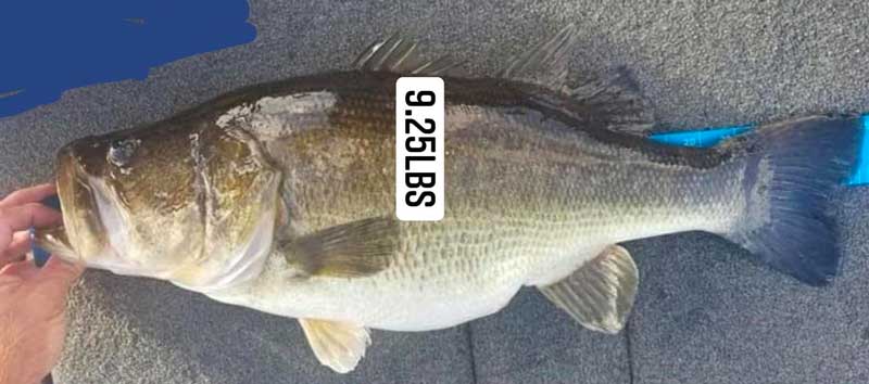 9 lber