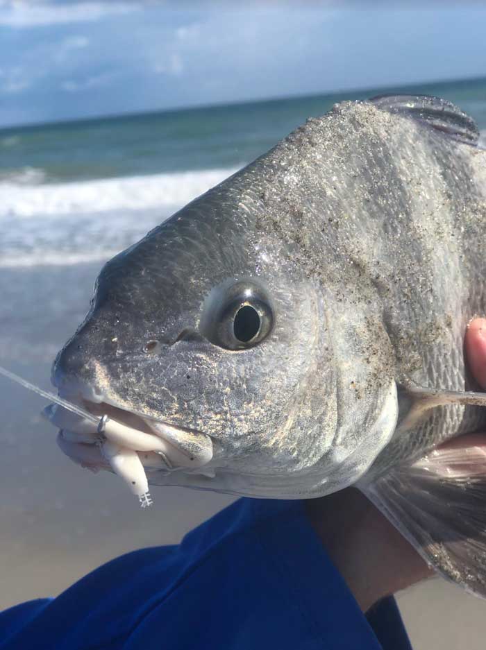 black drum eating