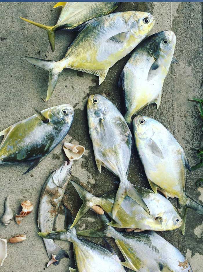 pompano limits