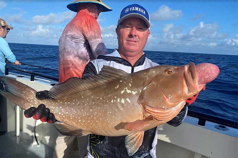 red grouper