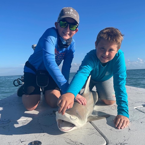 sharks